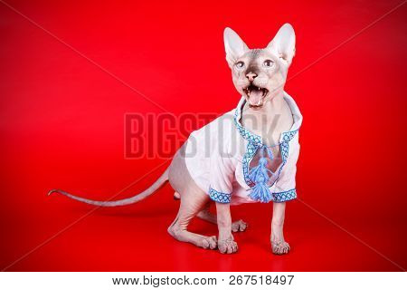 Don Sphinx Cat On Colored Backgrounds