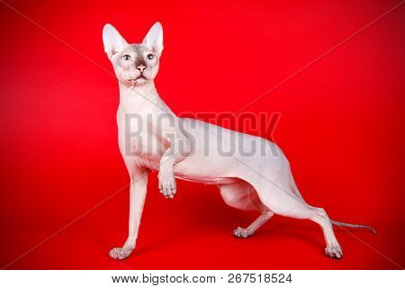 Don Sphinx Cat On Colored Backgrounds