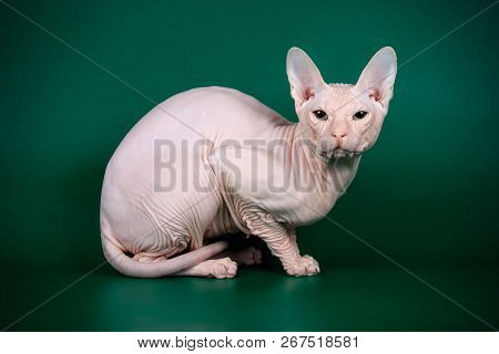 Don Sphinx Cat On Colored Backgrounds