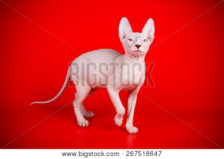 Don Sphinx Cat On Colored Backgrounds