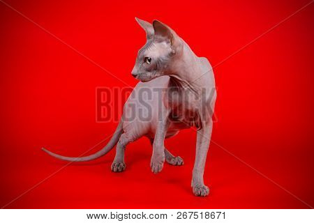 Don Sphinx Cat On Colored Backgrounds