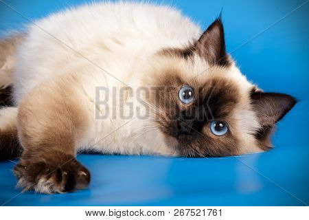 Ragdoll Cat On Colored Backgrounds