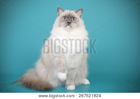 Ragdoll Cat On Colored Backgrounds