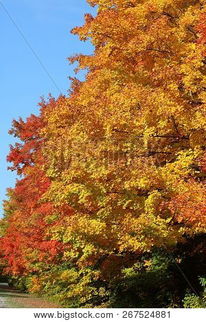 Close Up Row Of Maple Trees With Vibrant Fall Colors At The Entrance To Sauble Falls Conservation Ar