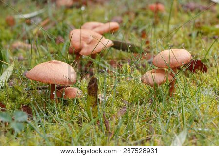 Mower's Mushrooms In Moss