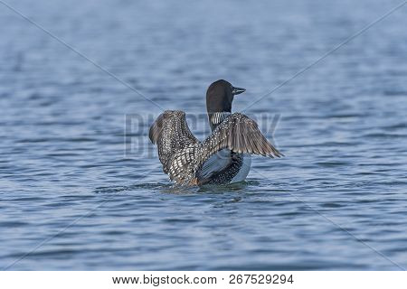 Loon Displaying On Ottertrack Lake In The Quetico Provinciial Park In Ontario
