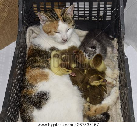 Cat Foster Mother For The Ducklings. Cat In A Basket With Kitten And Receiving Musk Duck Ducklings.