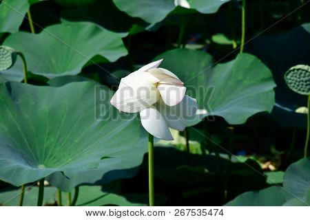 Pond With Lotuses. Lotuses In The Growing Season. Decorative Plants In The Pond.