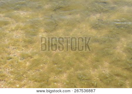 Coastal Sea Waves. Seawater With Seaweed. Coastal Algae. Sea Beach