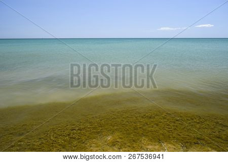 Coastal Sea Waves. Seawater With Seaweed. Coastal Algae. Sea Beach