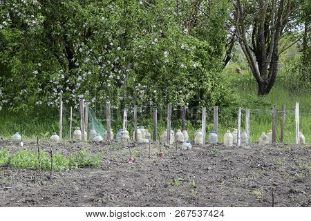 Use Of Plastic Bottles To Protect Seedlings Of Vegetables From Pests And Cold. Protection From The G