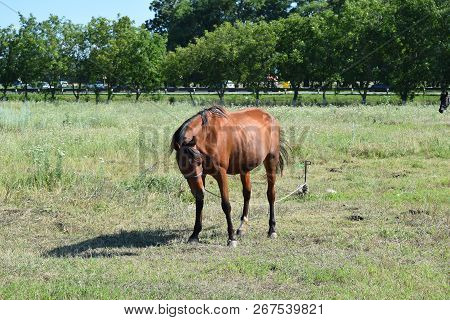 The Grazed Horse. The Horse Eats The Grass Growing On A Pasture At Coast Of The Sea Of Azov.