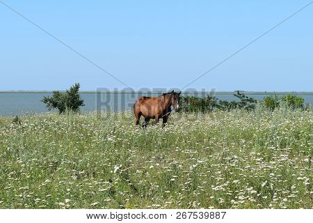 The Grazed Horse. The Horse Eats The Grass Growing On A Pasture At Coast Of The Sea Of Azov.