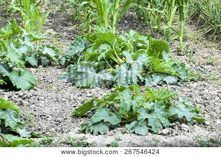 Vegetable Garden With Zucchini And Corn. Vegetable Beds In The Garden. Weed Beds