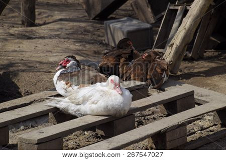 The Musky Duck. The Maintenance Of Musky Ducks In A Household.