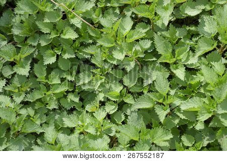 Background Of The Young Nettle. Glade Of Nettle In The Garden.
