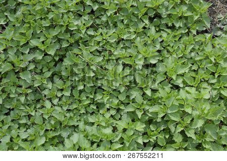 Background Of The Young Nettle. Glade Of Nettle In The Garden.