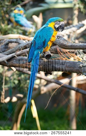 Blue & Yellow Macaw ( Ara Ararauna)