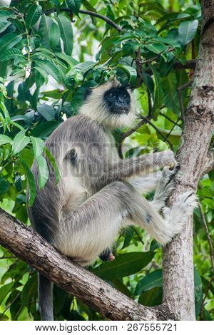 Tufted Gray Langur Semnopithecus Priam On A Tree In The Fort Frederick In Trincomalee, Sri Lanka
