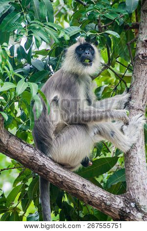 Tufted Gray Langur Semnopithecus Priam On A Tree In The Fort Frederick In Trincomalee, Sri Lanka