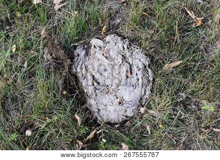 Dried Cow Dung In The Grass. The Excrement Of Livestock.