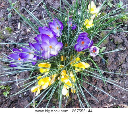 Bush Violet Flowers On A White Ground. Spring Flower Bed