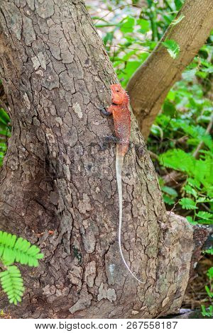 Changeable Lizard Calotes Versicolor On Pigeon Island National Park Near Nilaveli Village In Sri Lan