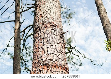 Structure Of Pine Tree Bark Closeup With Trees Against Sky. Background, Batumi, Georgia