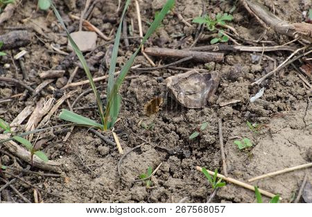 He Flies Bombyliidae Above The Ground In The Grass.