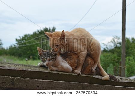 Mating Domestic Cats. The Natural Behavior Of The Animals.