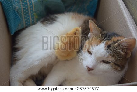 Cat Warms Chicken. Cat Takes A Chicken For Her Cub.