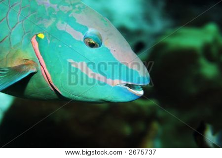 Stoplight Parrotfish