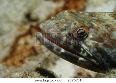 Lizardfish