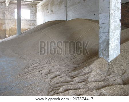 Heap Of Grains Of Barley And Wheat In Stock. Storage Of Grain Crop Before Delivery To The Consumer.