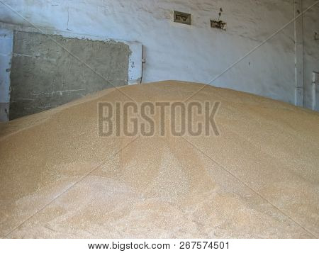 Heap Of Grains Of Barley And Wheat In Stock. Storage Of Grain Crop Before Delivery To The Consumer.