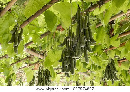 Green Beans In The Garden In Summer Outdoor