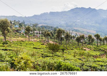 Tea Plantations In Mountains Near Haputale, Sri Lanka
