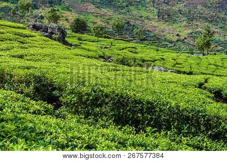 Tea Plantations In Mountains Near Haputale, Sri Lanka