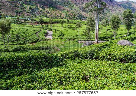 Tea Plantations In Mountains Near Haputale, Sri Lanka