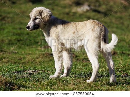 Romanian shepherd dog cub