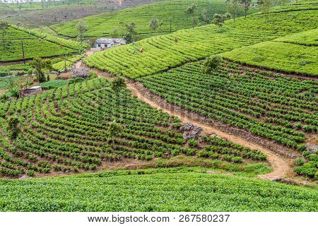 Tea Pickers At Plantations In Mountains Near Haputale, Sri Lanka