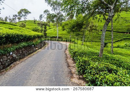 Tea Plantations In Mountains Around Liptons Seat Near Haputale, Sri Lanka