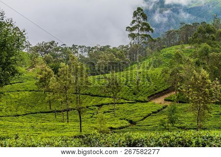 Tea Plantations In Mountains Around Liptons Seat Near Haputale, Sri Lanka
