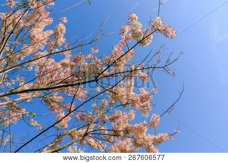 Wild Himalayan Cherry Blossom With Blue Sky And Cloud Background. Thai Sakura Blooming During Winter