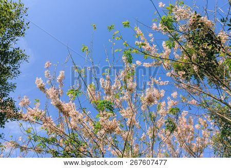 Wild Himalayan Cherry Blossom With Blue Sky And Cloud Background. Thai Sakura Blooming During Winter