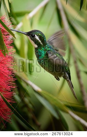 Hummingbird(trochilidae)flying Gems Ecuador Costa Rica South America