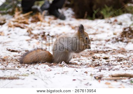 Cute Red Squirrrel Sitting On A Snow And Eating Seeds In Winter Forest