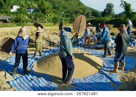 Chiang Mai, Thailand - November 15, 2008: Unidentified People Of Chan Hill Tribe Harvest Rice In Chi