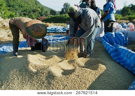 Chiang Mai, Thailand - November 15, 2008: Unidentified People Of Chan Hill Tribe Harvest Rice In Chi