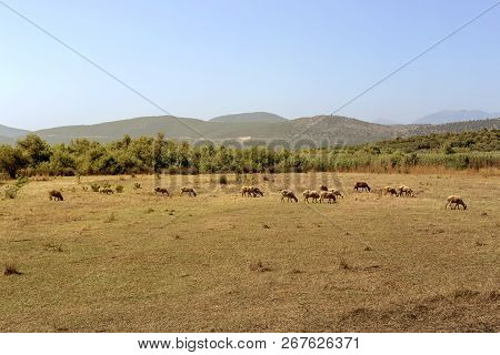 A Herd Of Sheep Grazing On A Mountain Meadow With Grass On A Sunny Spring Evening (epirus, Greece).